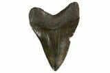 Juvenile Megalodon Tooth - South Carolina #312119-1